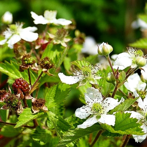 Brombeere 'Navaho' (Rubus frut.)