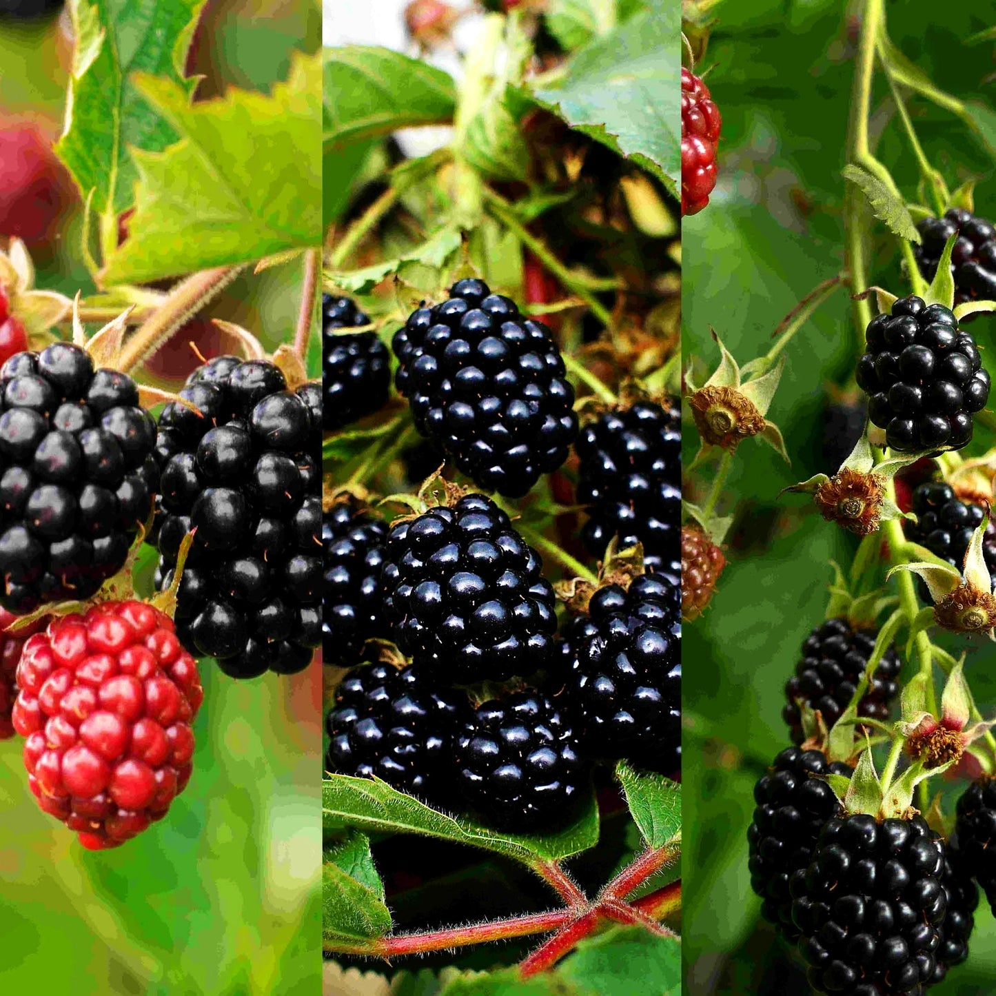 Brombeere (Rubus fruticosus)