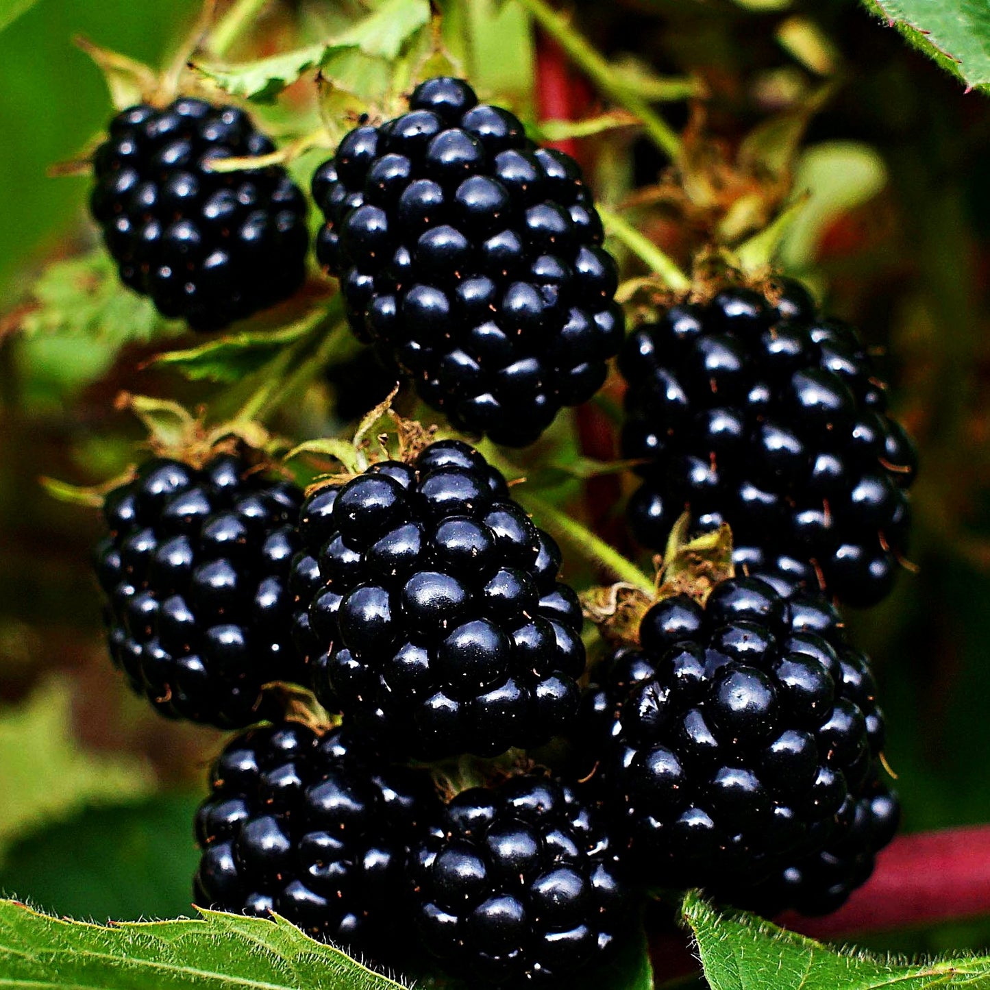 Brombeere 'Triple Crown' (Rubus frut.)