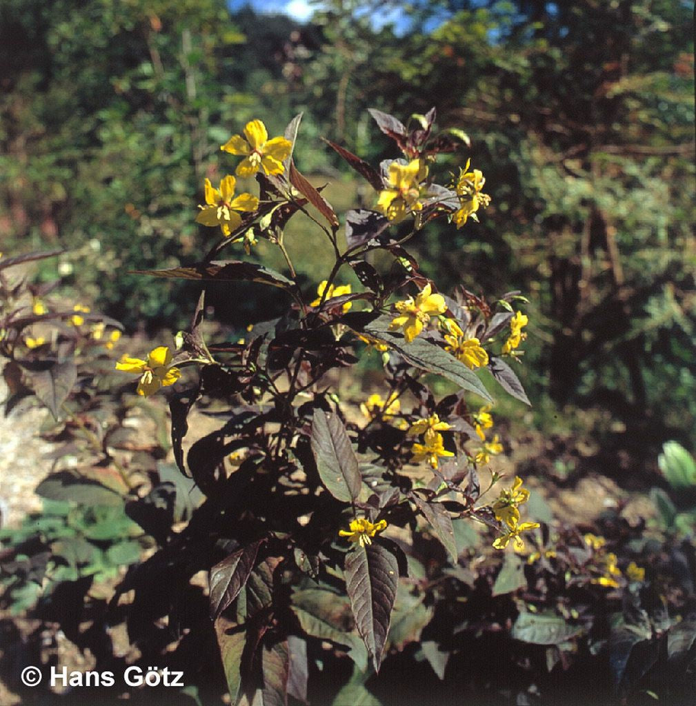 Bronze-Felberich 'Firecracker' (Lysimachia ciliata)