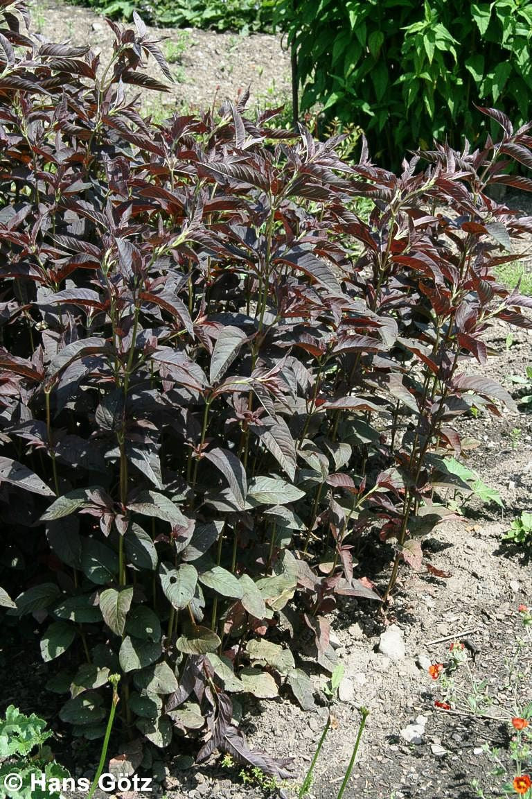 Bronze-Felberich 'Firecracker' (Lysimachia ciliata)