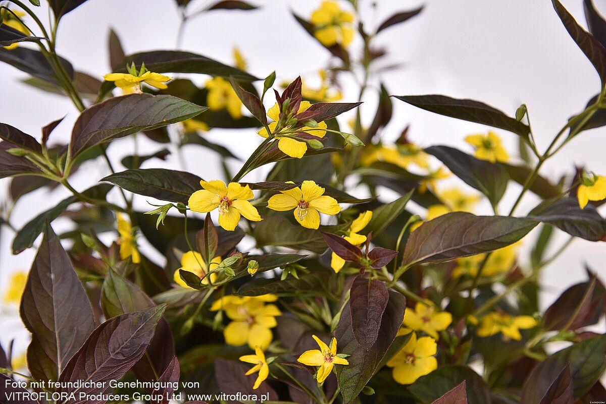 Bronze-Felberich 'Firecracker' (Lysimachia ciliata)