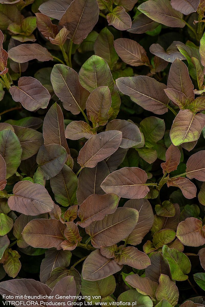 Bronze-Felberich 'Firecracker' (Lysimachia ciliata)