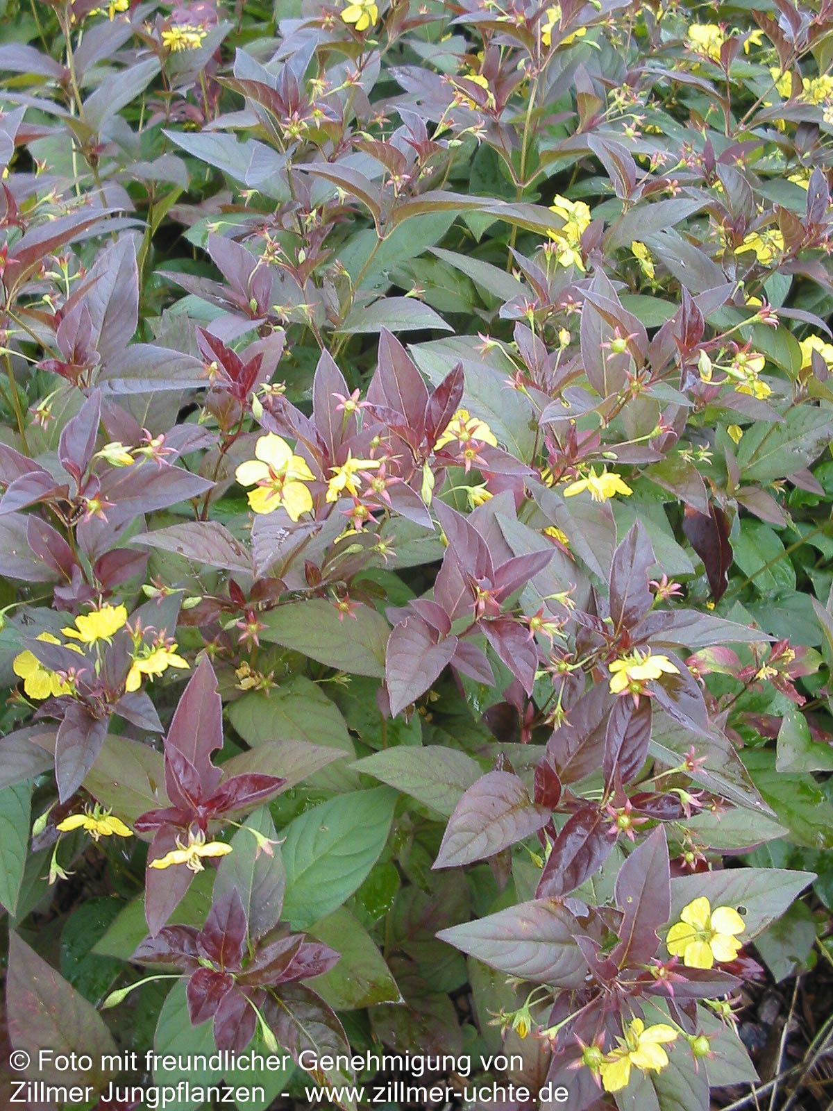 Bronze-Felberich 'Firecracker' (Lysimachia ciliata)