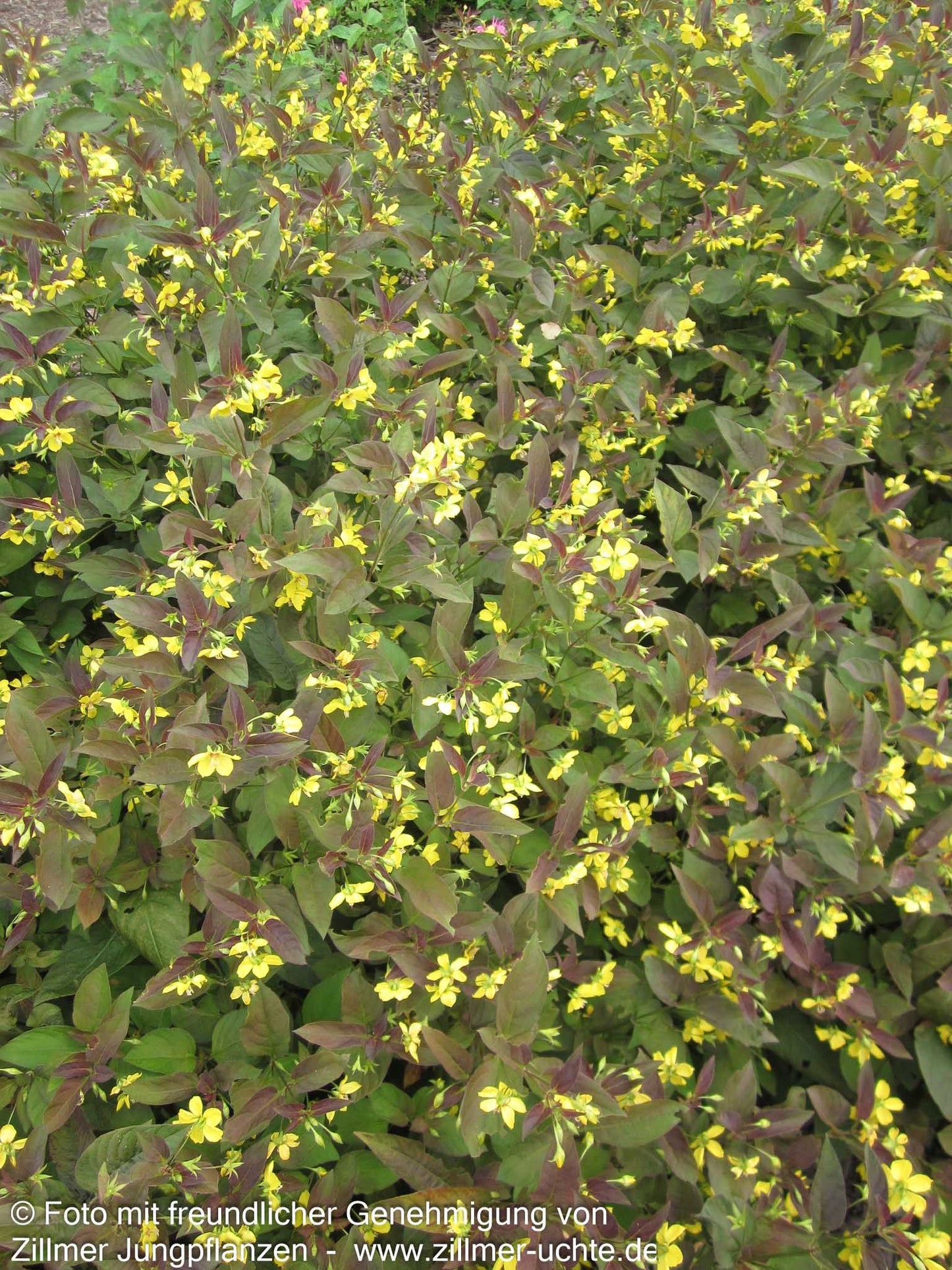 Bronze-Felberich 'Firecracker' (Lysimachia ciliata)