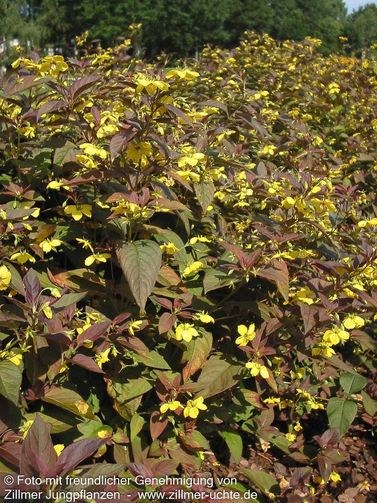 Bronze-Felberich 'Firecracker' (Lysimachia ciliata)