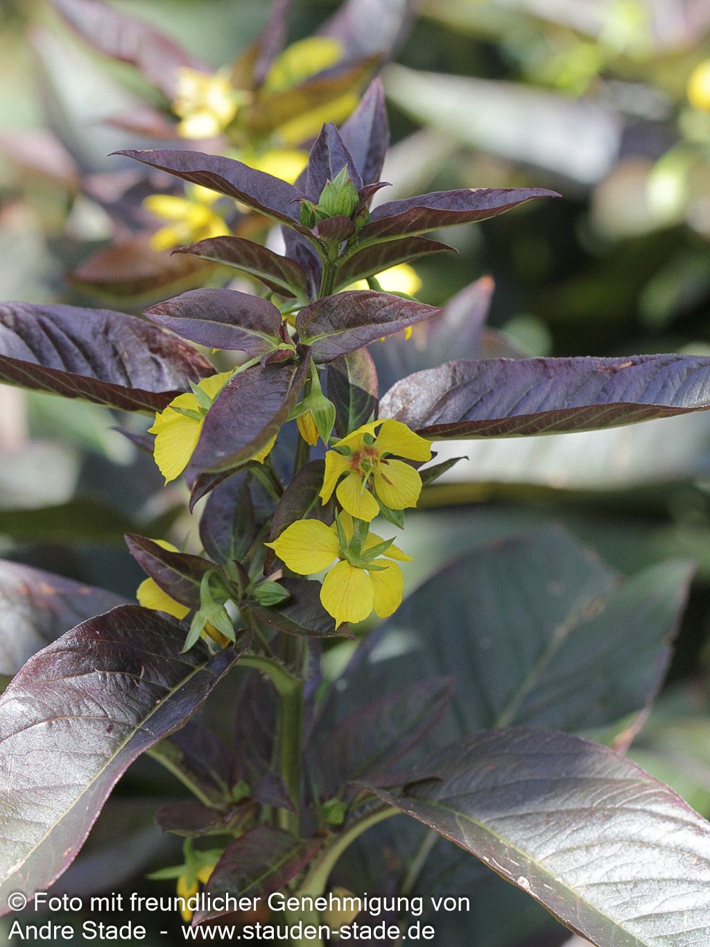 Bronze-Felberich 'Firecracker' (Lysimachia ciliata)