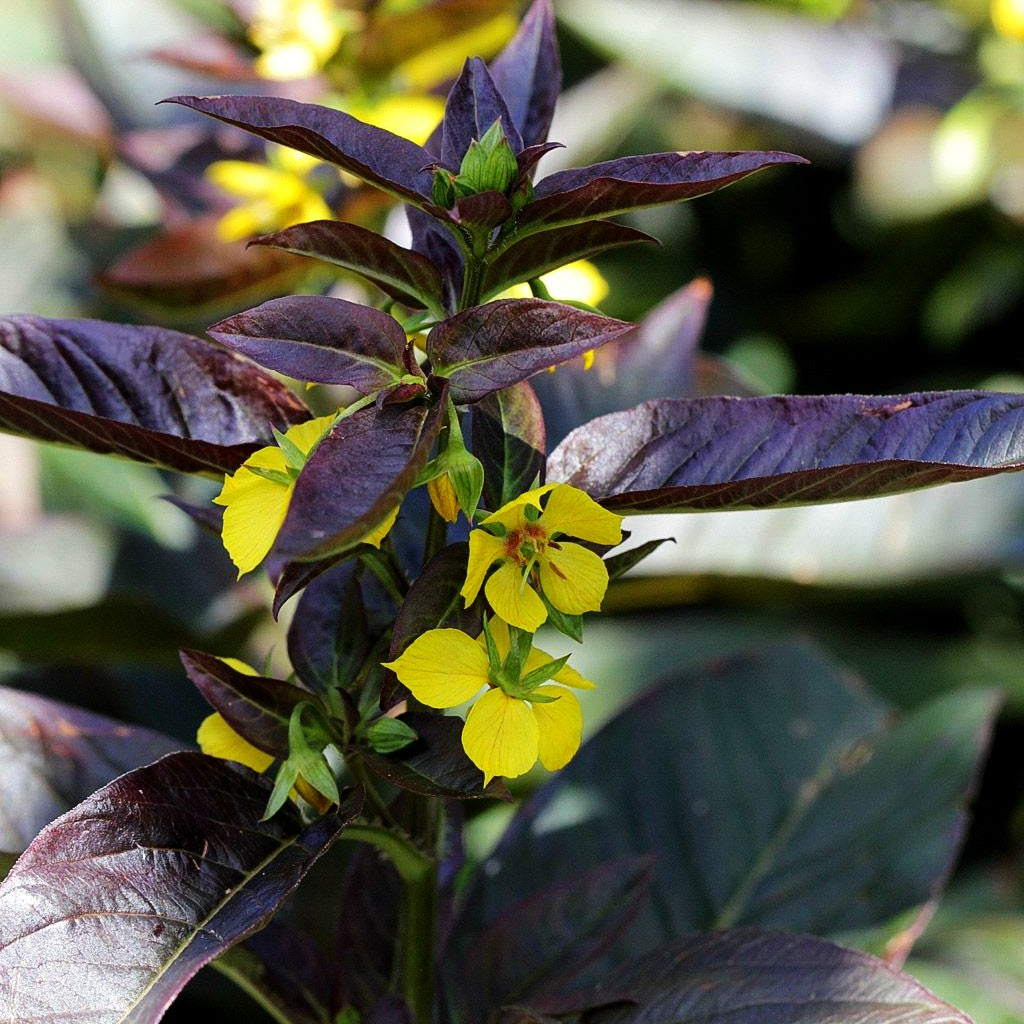 Bronze-Felberich 'Firecracker' (Lysimachia ciliata)