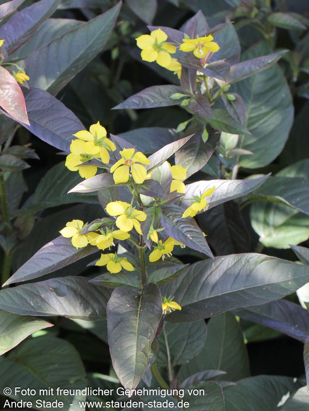 Bronze-Felberich 'Firecracker' (Lysimachia ciliata)
