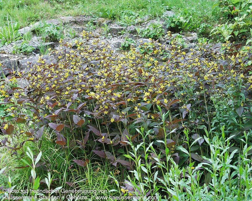 Bronze-Felberich 'Firecracker' (Lysimachia ciliata)