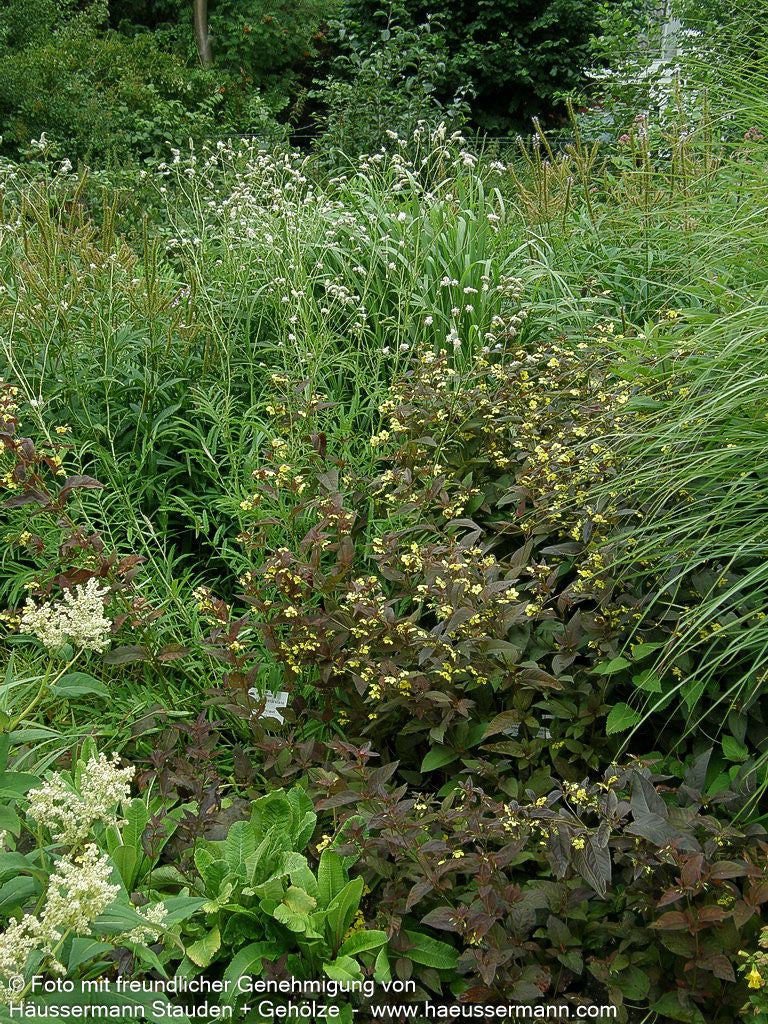 Bronze-Felberich 'Firecracker' (Lysimachia ciliata)