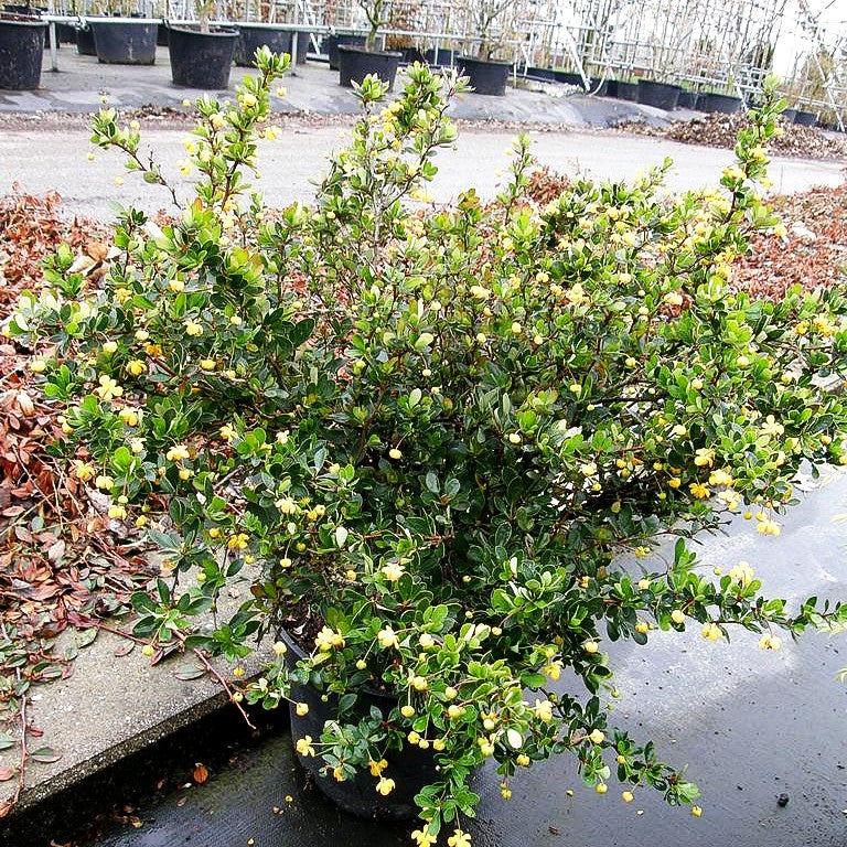 Buchsblättrige Berberitze 'Nana' (Berberis buxifolia)
