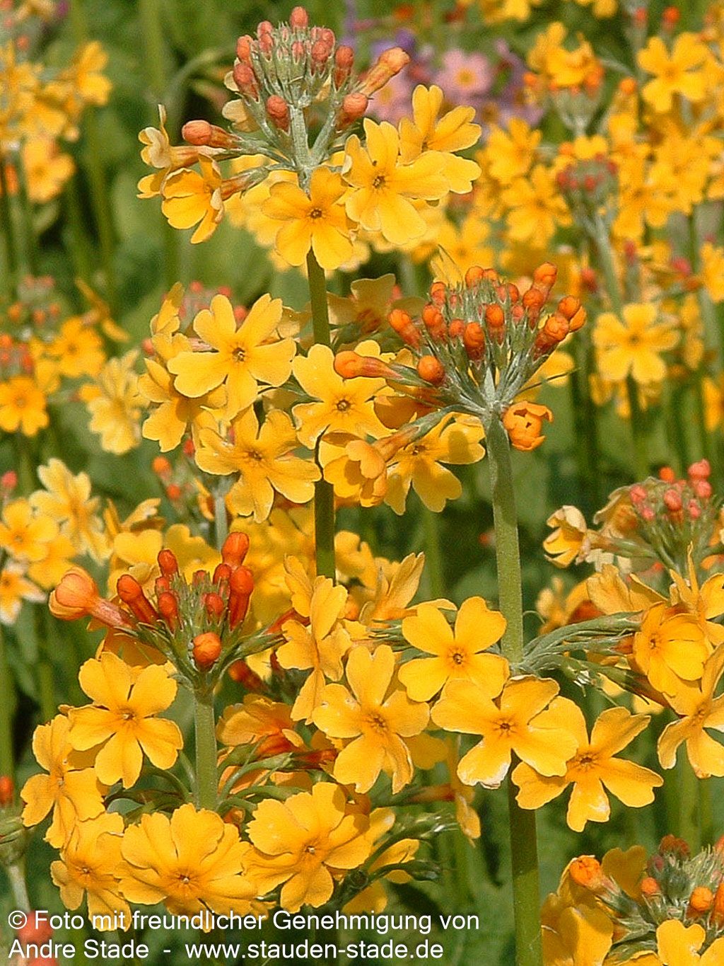 Bulleys Etagen-Schlüsselblume (Primula bulleyana)