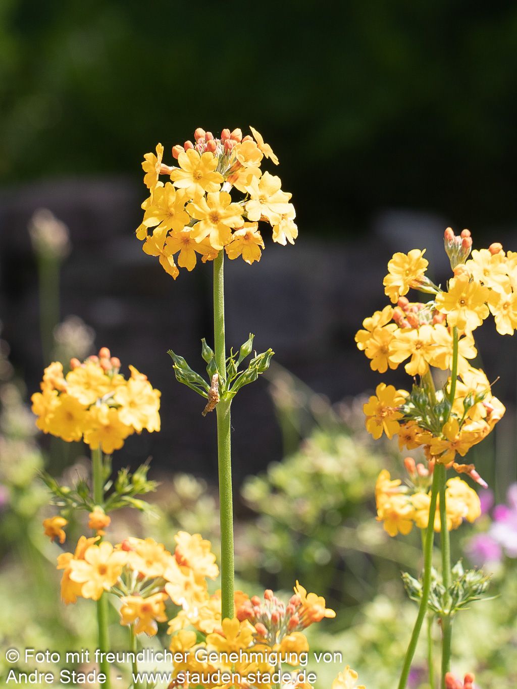 Bulleys Etagen-Schlüsselblume (Primula bulleyana)