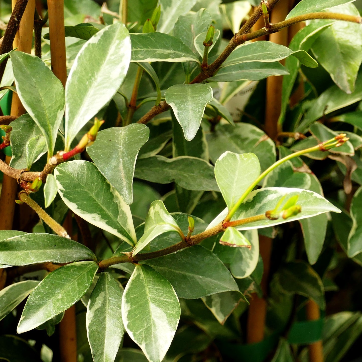 Buntblättr.Sternjasmin 'Star of Milano' (Trachelospermum asiaticum)