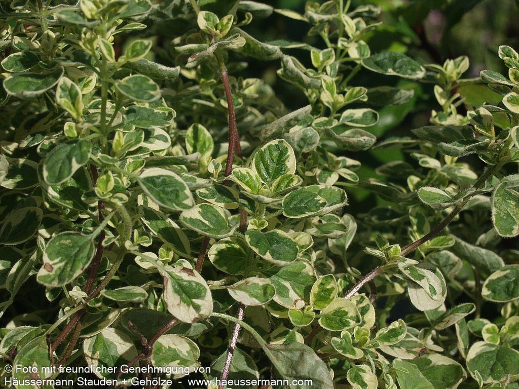 Buntblättriger Oregano 'Variegatum' (Origanum vulgare)