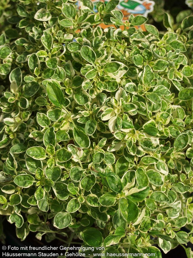 Buntblättriger Oregano 'Variegatum' (Origanum vulgare)