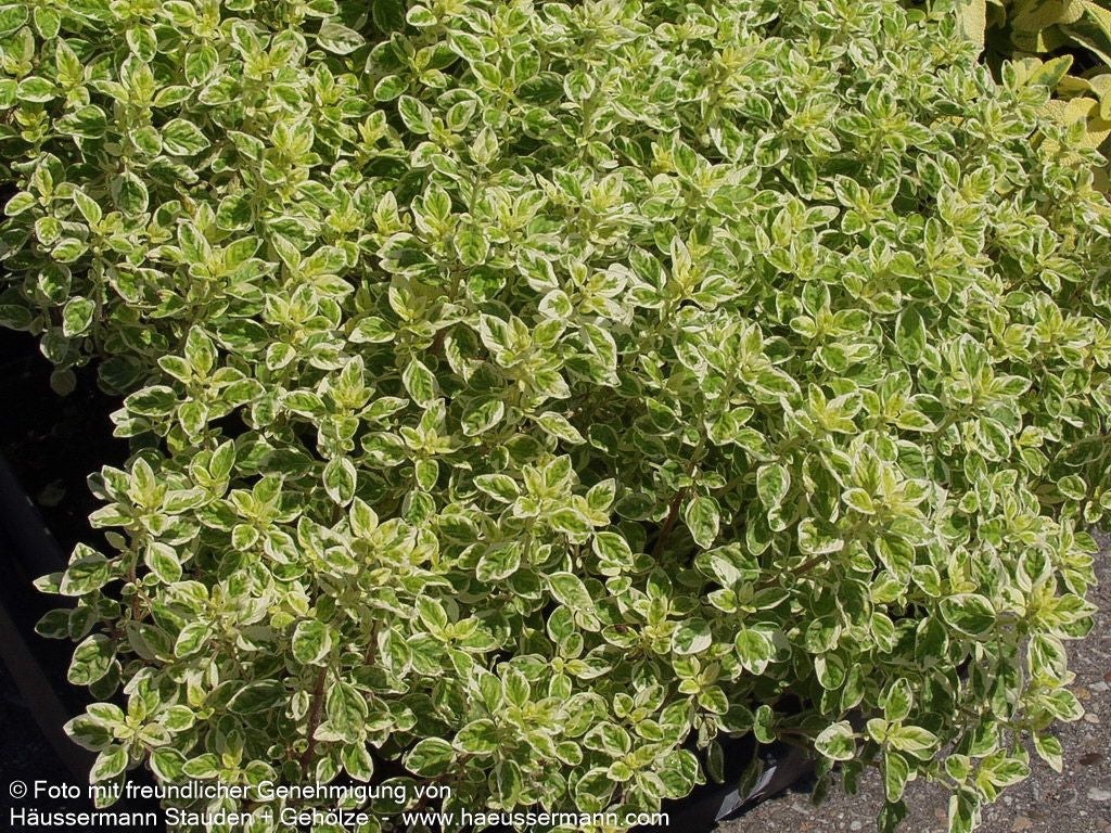 Buntblättriger Oregano 'Variegatum' (Origanum vulgare)