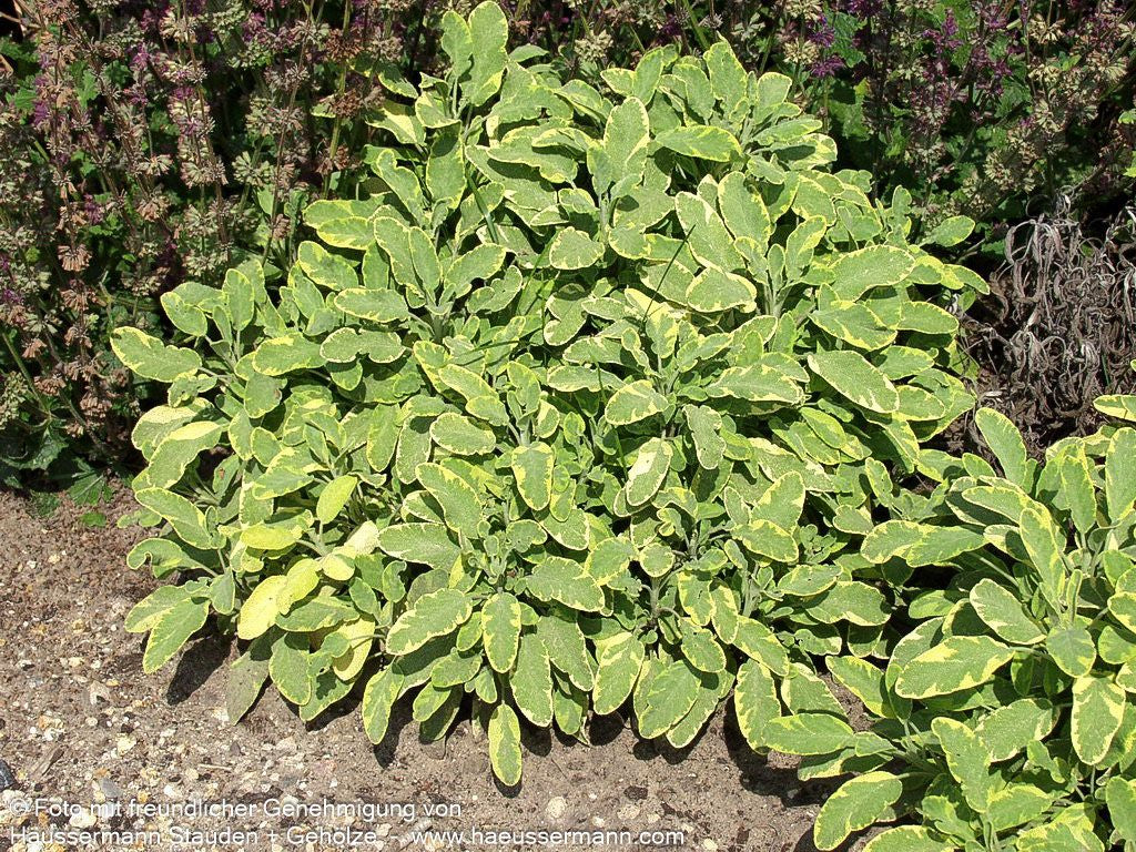 Buntblättriger Salbei 'Icterina' (Salvia officinalis)