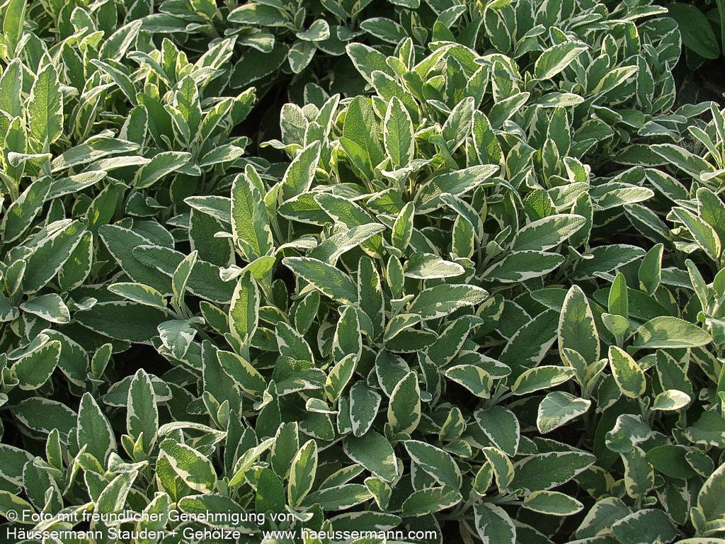 Buntblättriger Salbei 'Icterina' (Salvia officinalis)