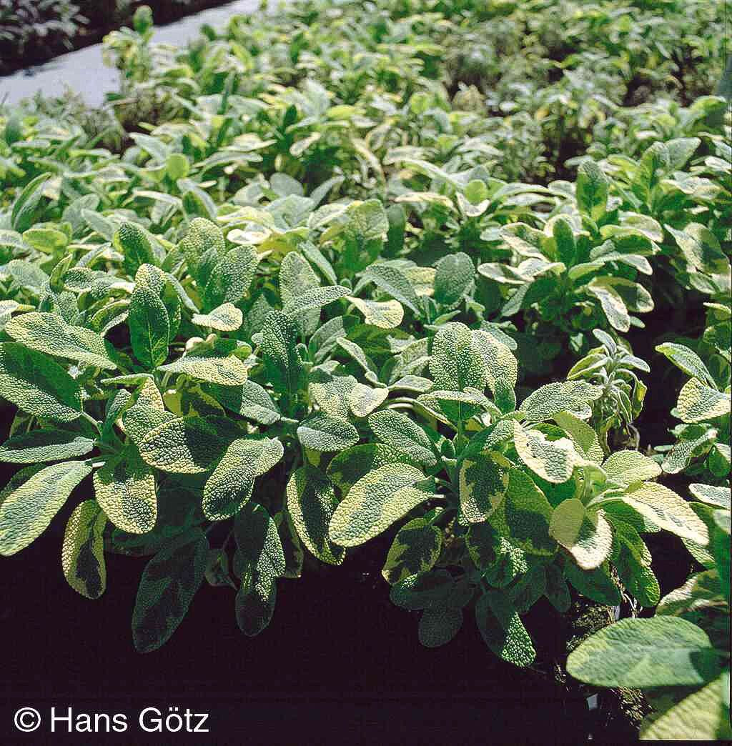 Buntblättriger Salbei 'Icterina' (Salvia officinalis)