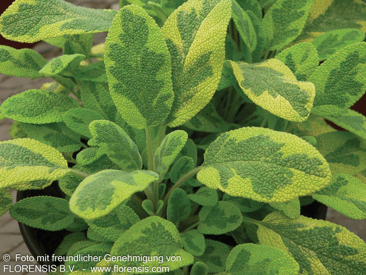 Buntblättriger Salbei 'Icterina' (Salvia officinalis)