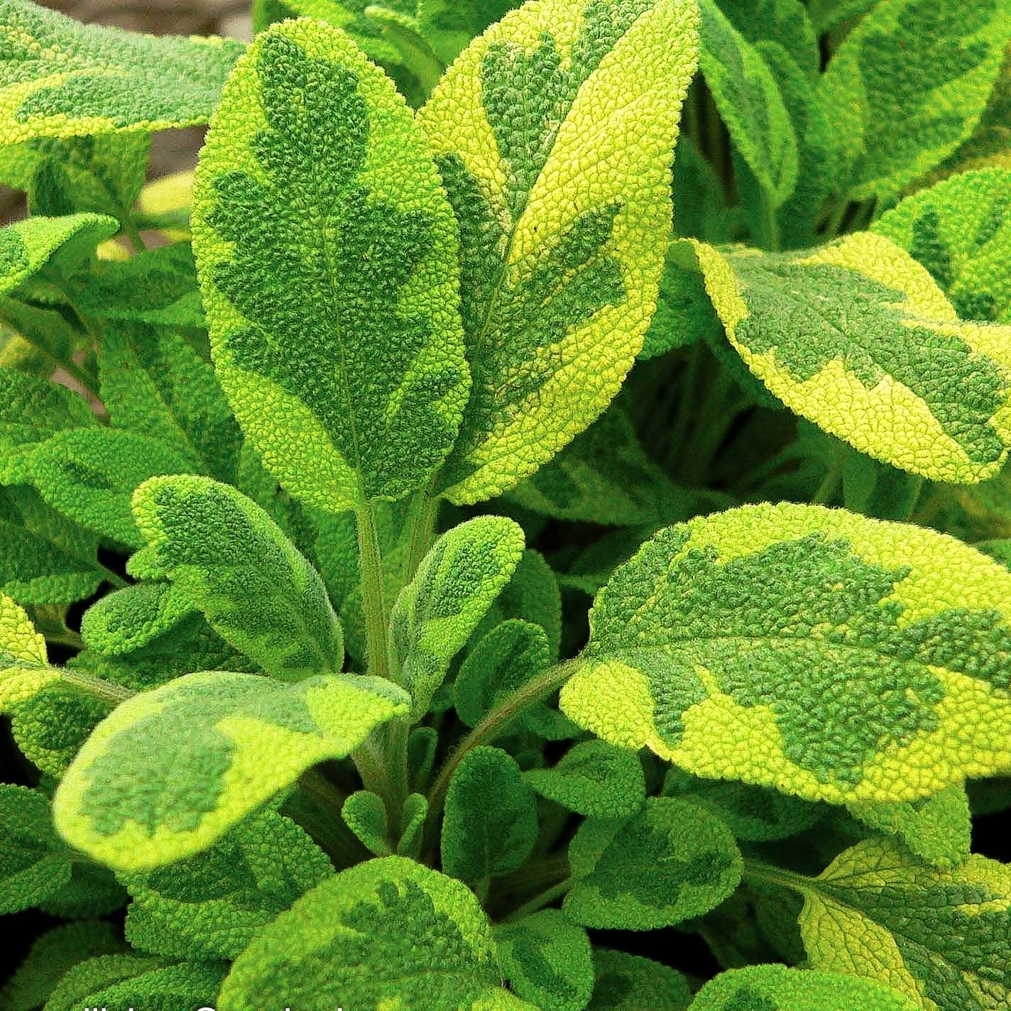 Buntblättriger Salbei 'Icterina' (Salvia officinalis)
