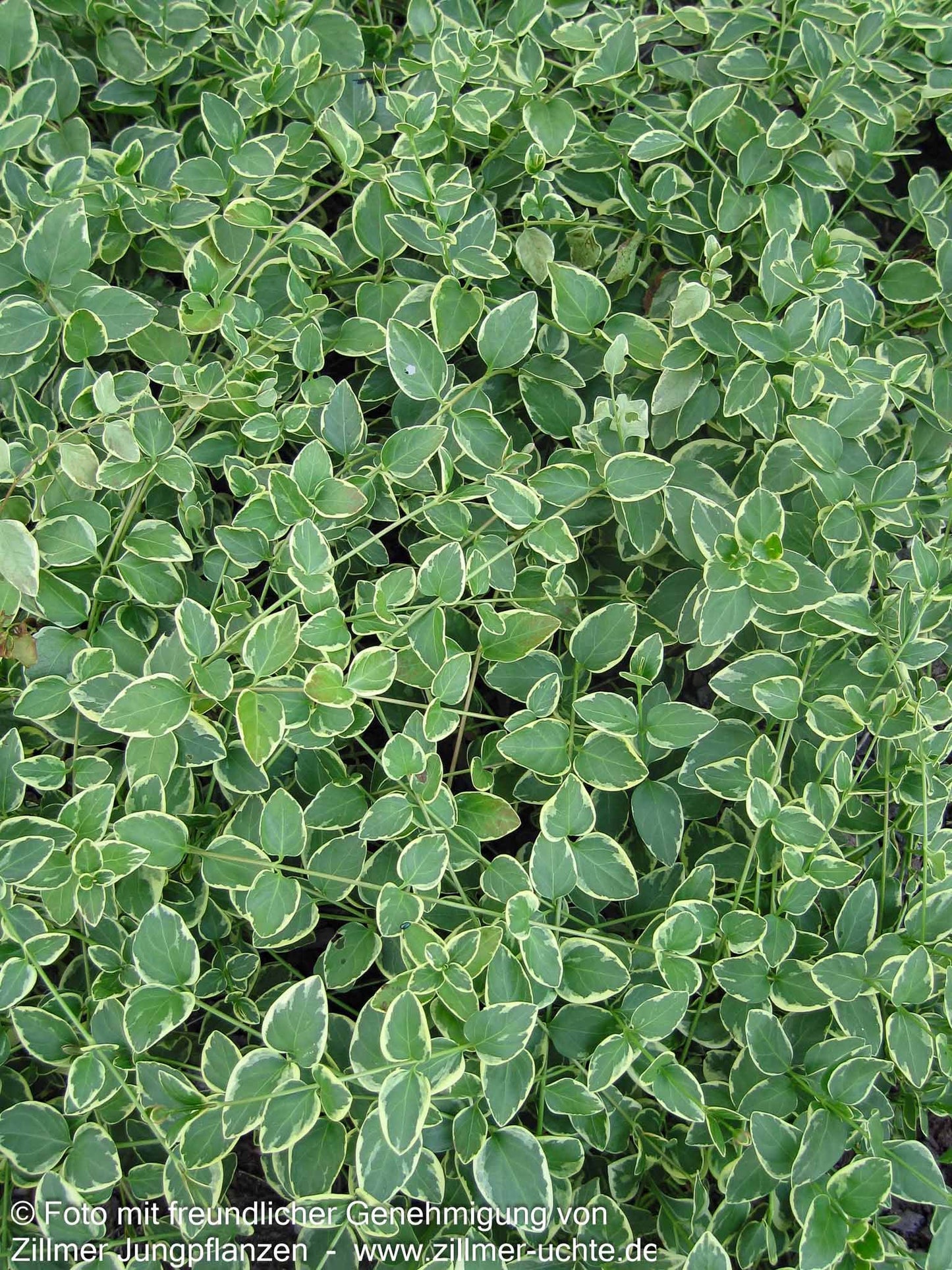 Buntblättriges Immergrün 'Variegata' (Vinca major)