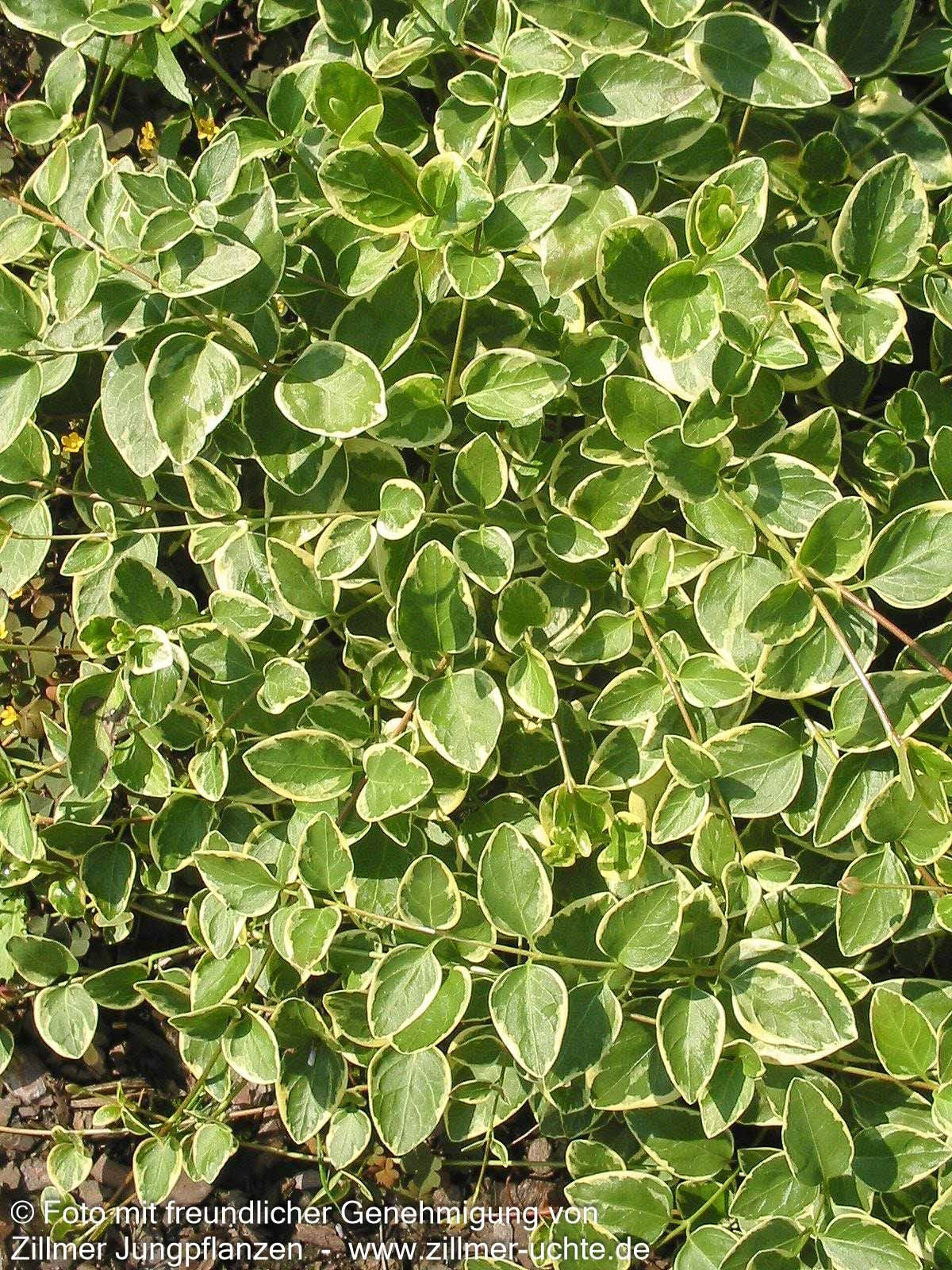 Buntblättriges Immergrün 'Variegata' (Vinca major)