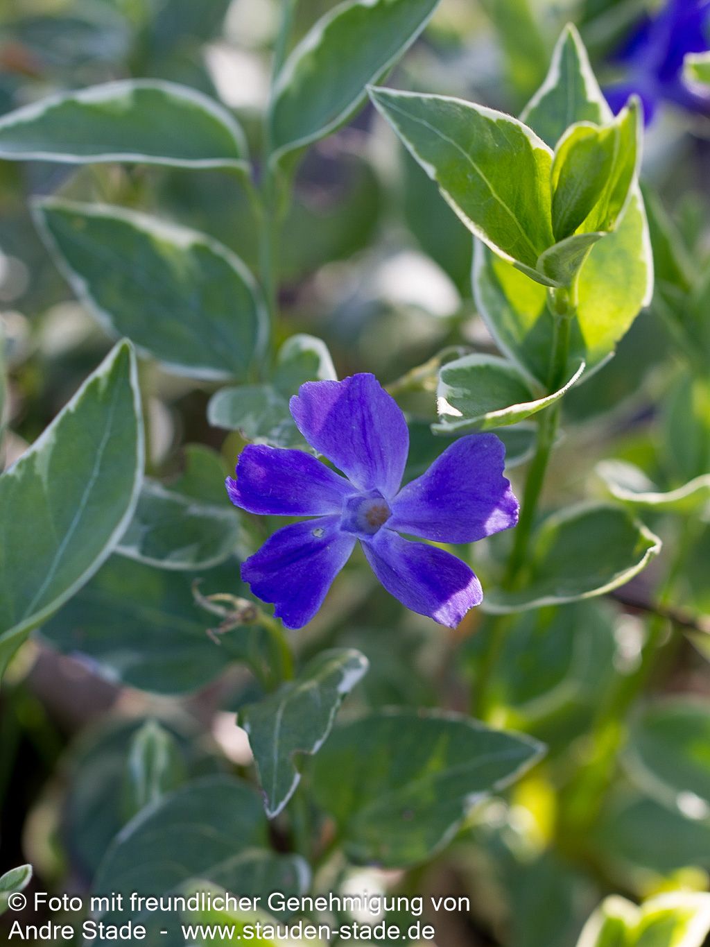 Buntblättriges Immergrün 'Variegata' (Vinca major)