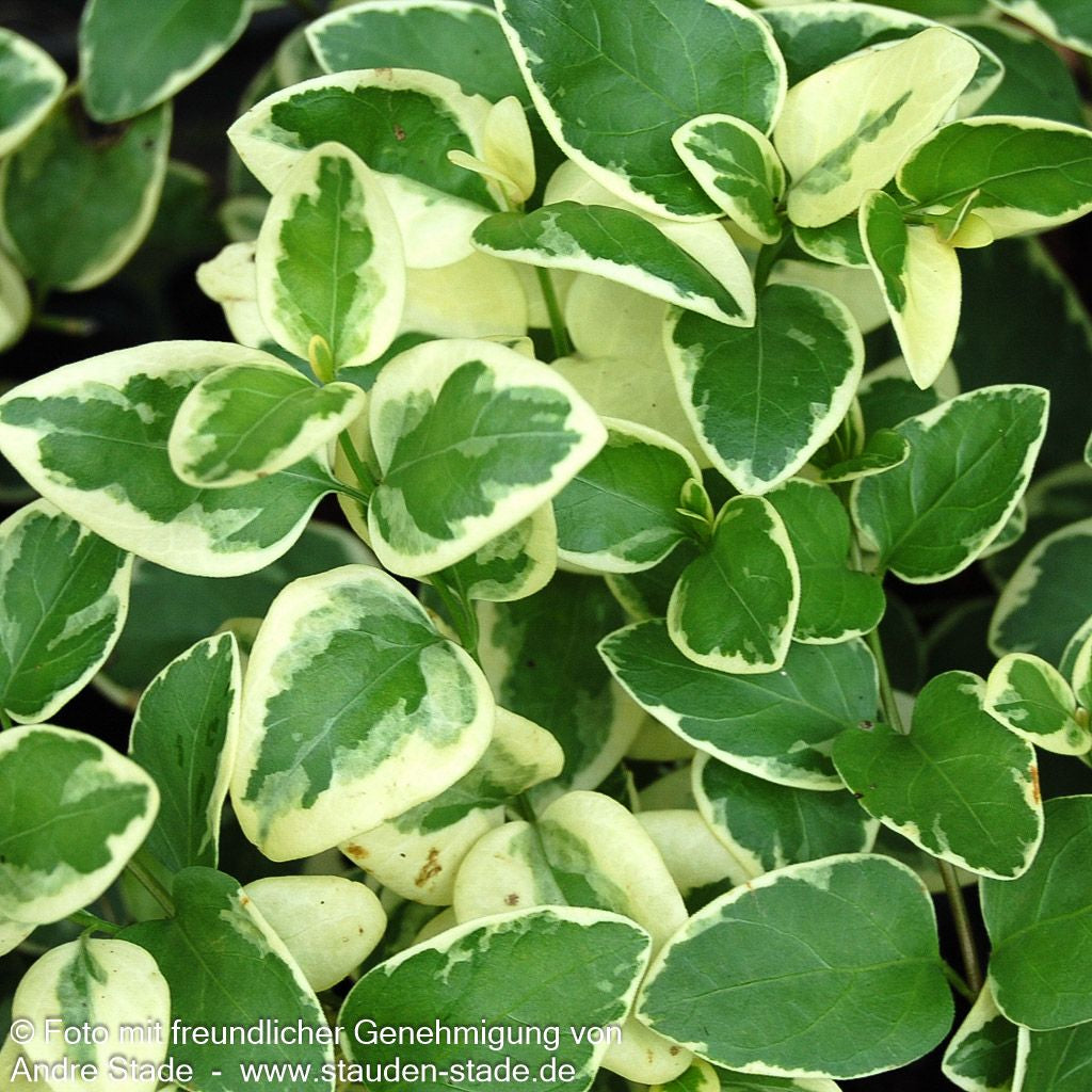 Buntblättriges Immergrün 'Variegata' (Vinca major)