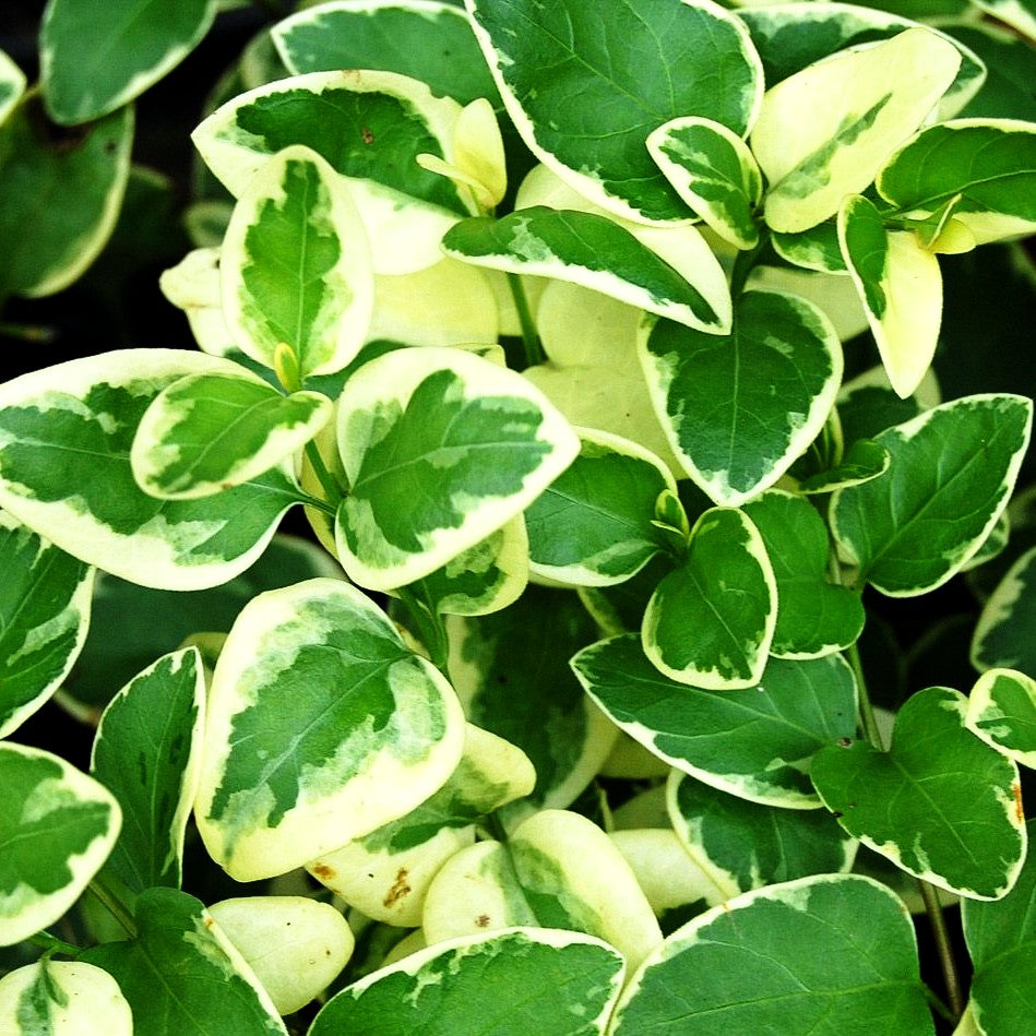 Buntblättriges Immergrün 'Variegata' (Vinca major)
