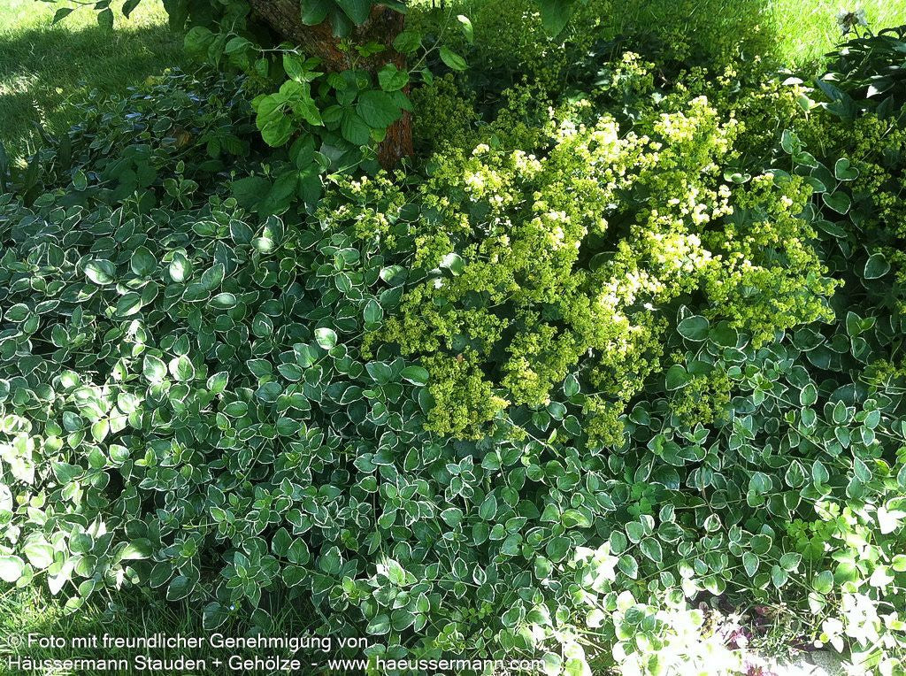 Buntblättriges Immergrün 'Variegata' (Vinca major)