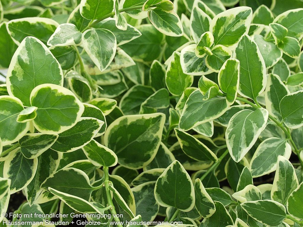 Buntblättriges Immergrün 'Variegata' (Vinca major)