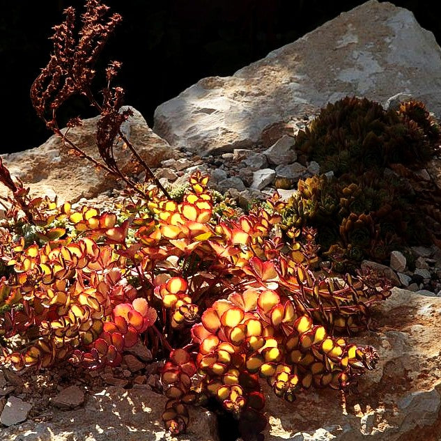 Buntblättriges Oktober-Fettblatt 'Mediovariegatum' (Sedum sieboldii)