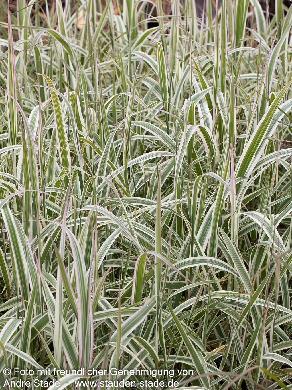 Buntblättriges Pfahlrohr 'Ely' (Arundo donax)