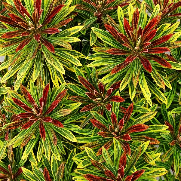 Bunte Busch-Wolfsmilch 'Ascot Rainbow' (Euphorbia x martinii)