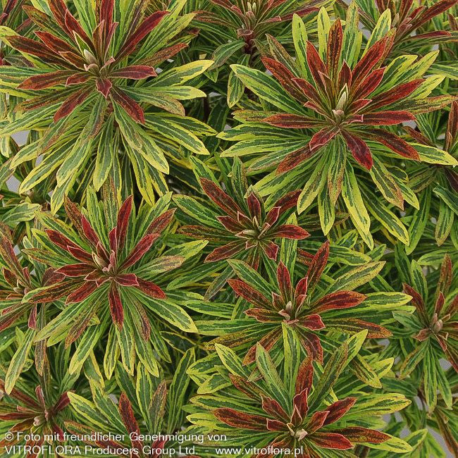 Bunte Busch-Wolfsmilch 'Ascot Rainbow' (Euphorbia x martinii)