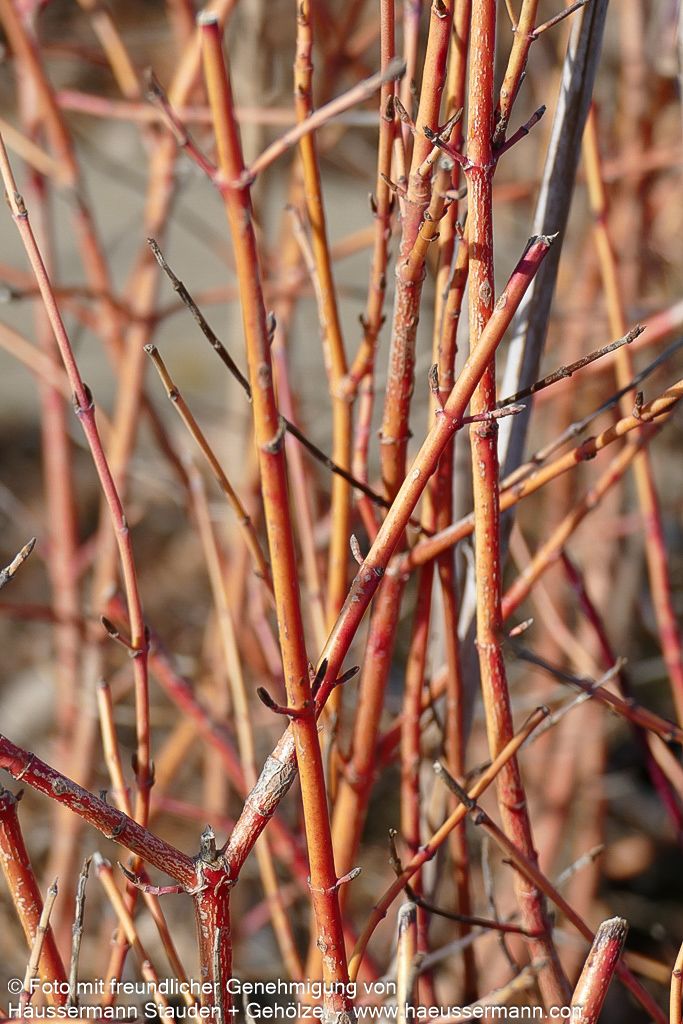 Buntholziger Hartriegel 'Anny's Winter Orange' (Cornus sanguinea)