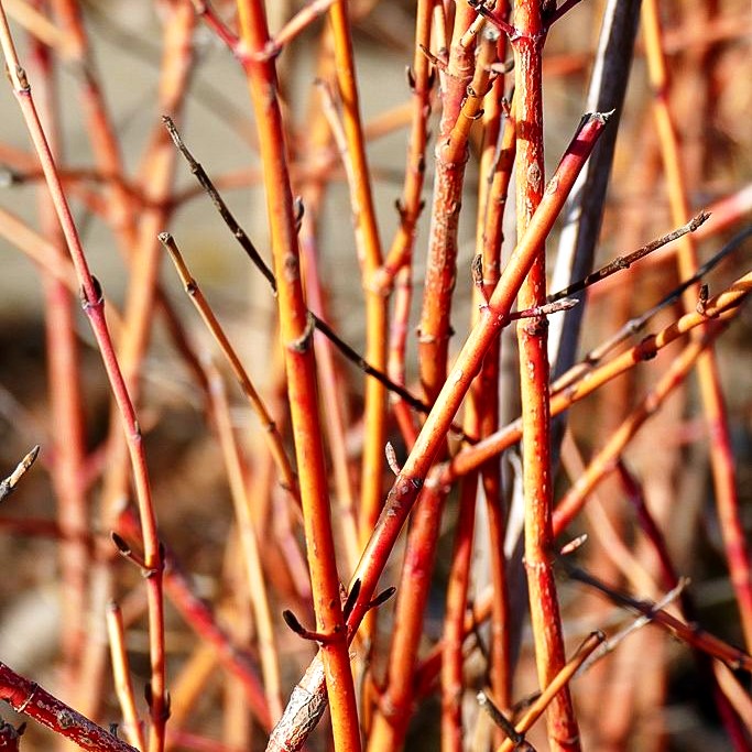 Buntholziger Hartriegel 'Anny's Winter Orange' (Cornus sanguinea)