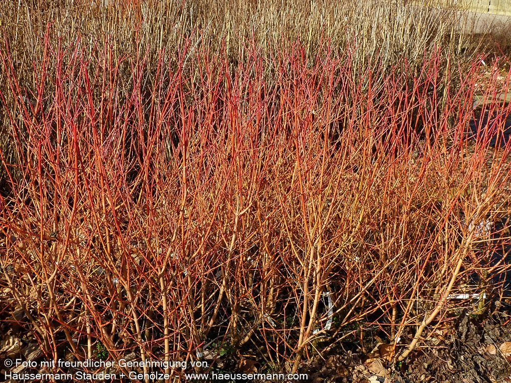 Buntholziger Hartriegel 'Wintersun' (Cornus alba)