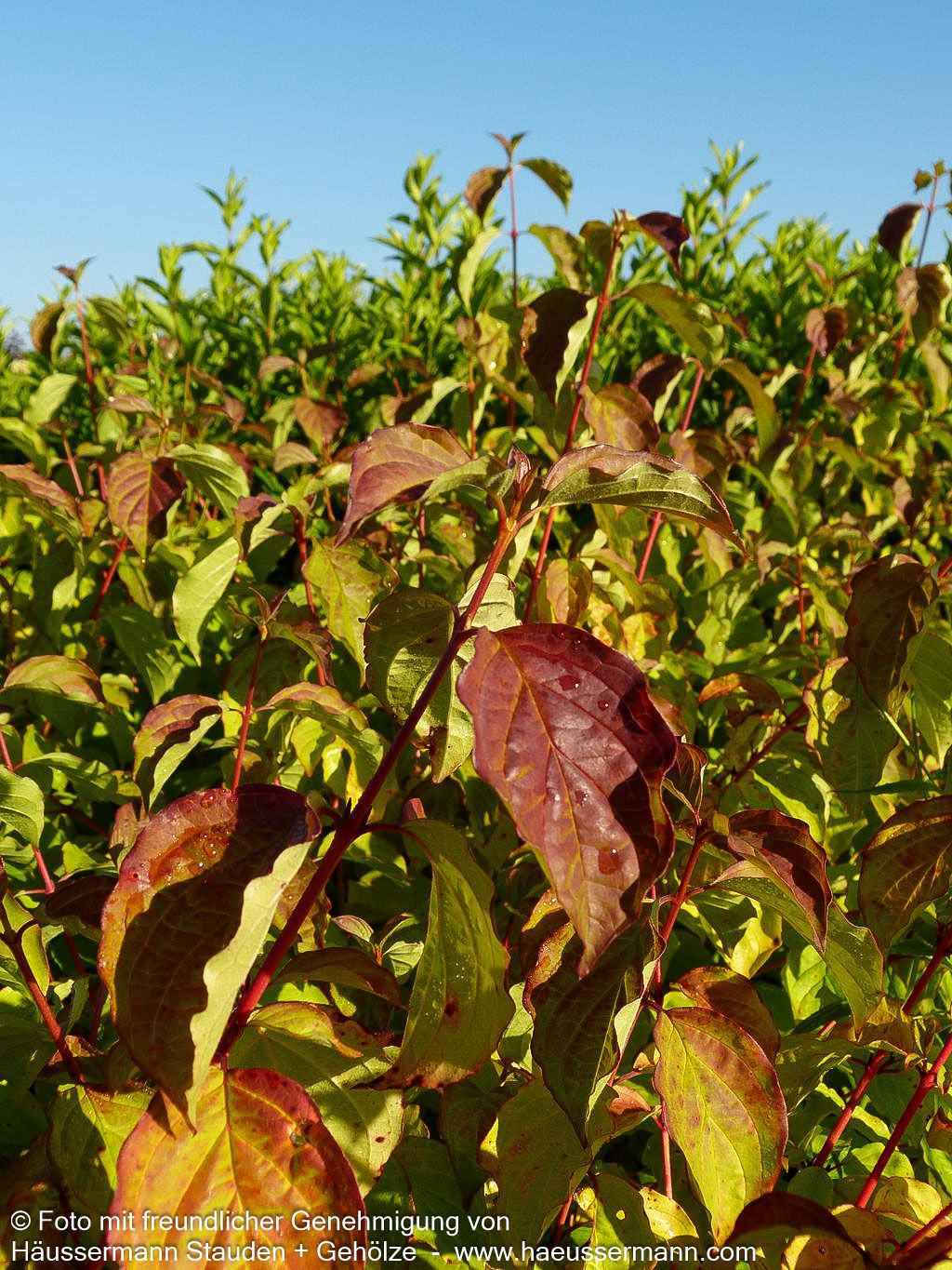 Buntholziger Hartriegel 'Wintersun' (Cornus alba)