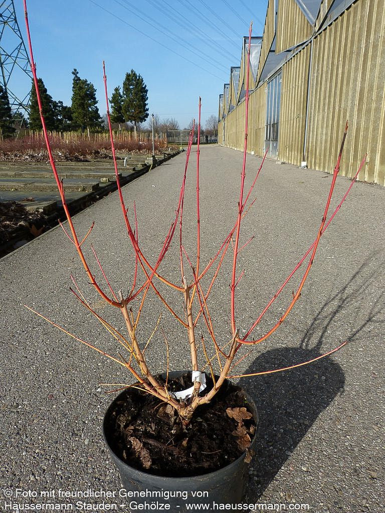 Buntholziger Hartriegel 'Wintersun' (Cornus alba)