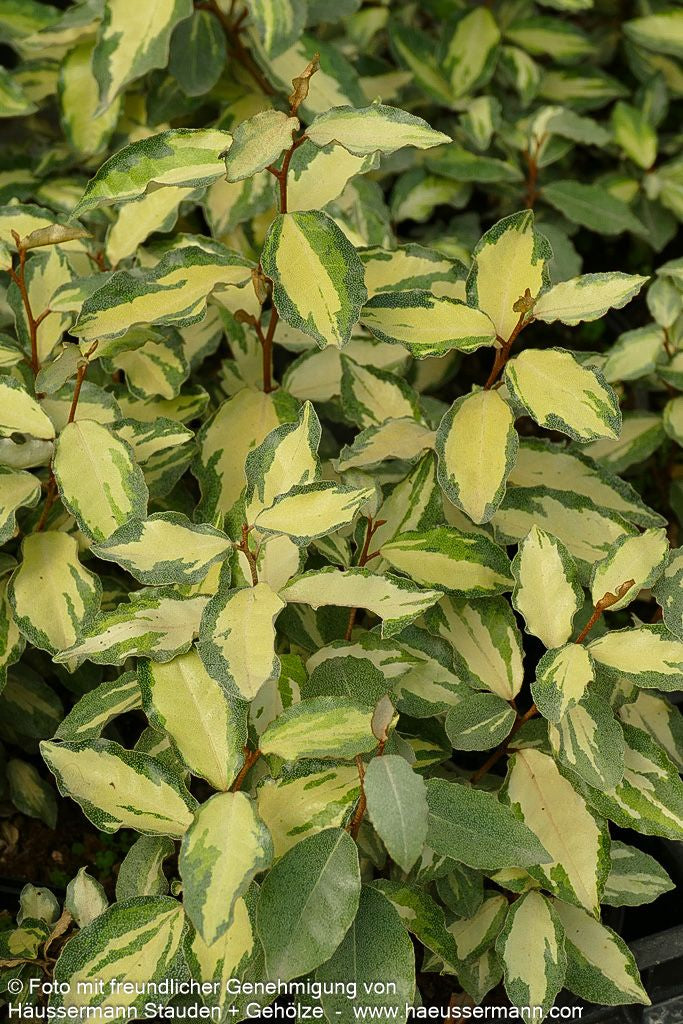 Buntlaubige Ölweide 'Maryline' (Elaeagnus x ebbingei)