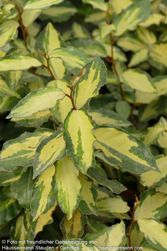 Buntlaubige Ölweide 'Maryline' (Elaeagnus x ebbingei)
