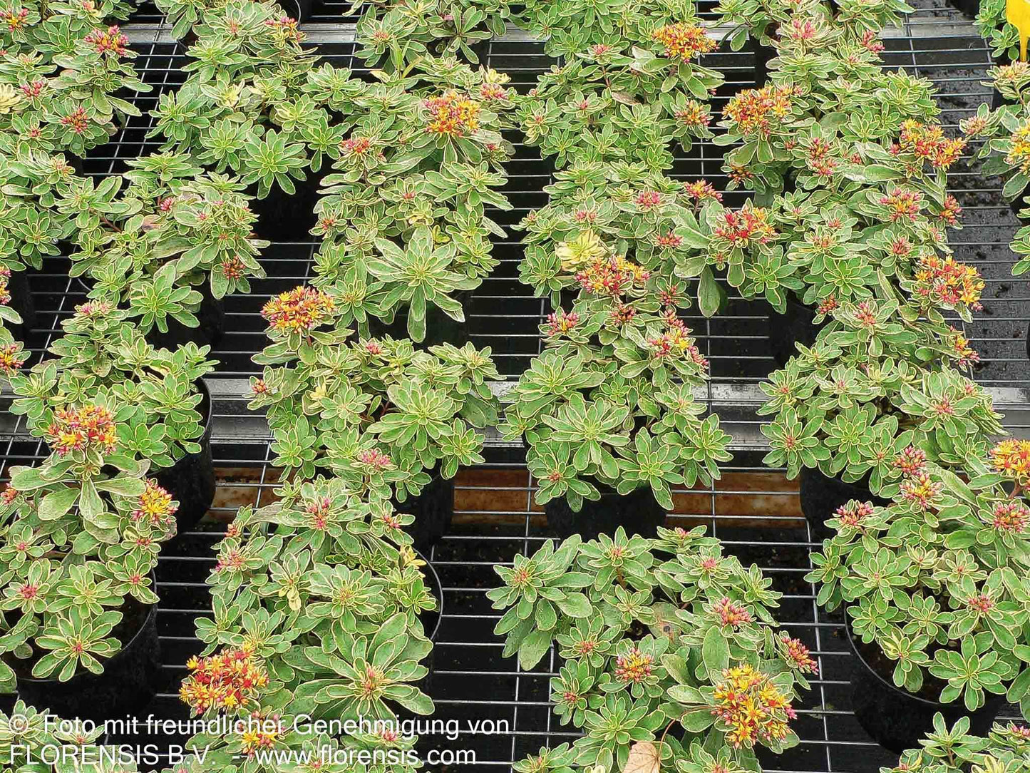 Buntlaubiges Fettblatt 'Variegatum' (Sedum kamtschaticum)