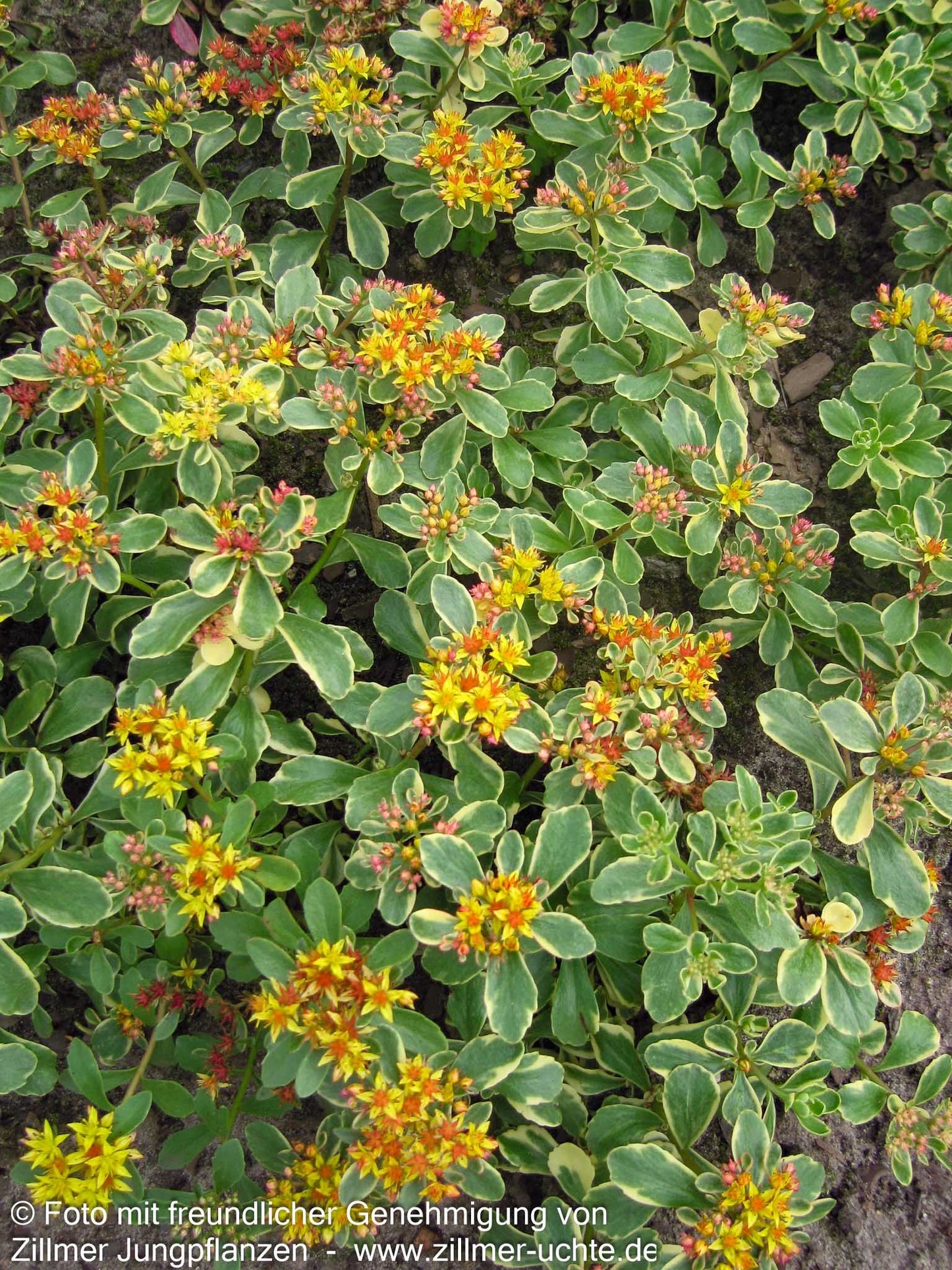 Buntlaubiges Fettblatt 'Variegatum' (Sedum kamtschaticum)