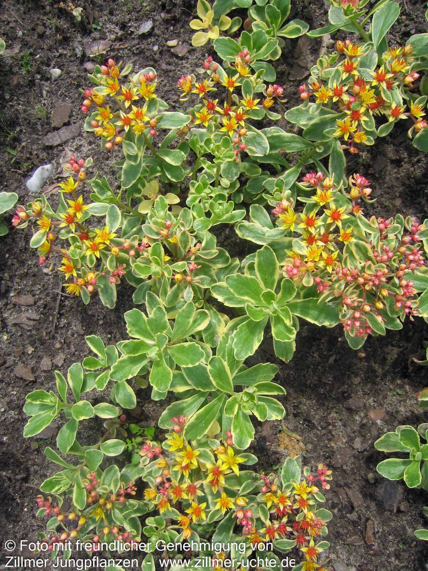 Buntlaubiges Fettblatt 'Variegatum' (Sedum kamtschaticum)