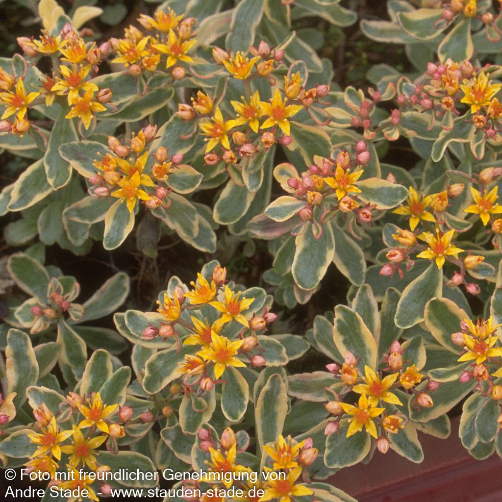 Buntlaubiges Fettblatt 'Variegatum' (Sedum kamtschaticum)