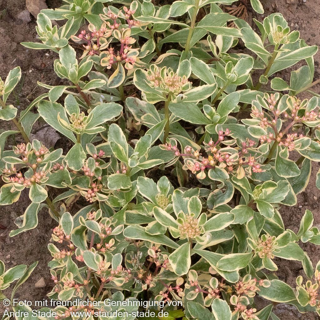 Buntlaubiges Fettblatt 'Variegatum' (Sedum kamtschaticum)